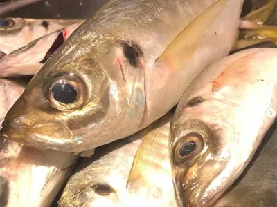 Seasonal Vegetables and Fish